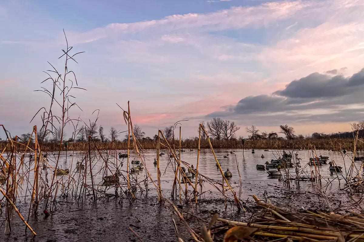 Waterfowl Hunting 101: A Perspective for Beginners